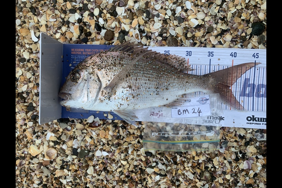 Mark Piskulic caught this 39.5cm Snapper at Northland during The Hirepool Baitmates Fishing Comp